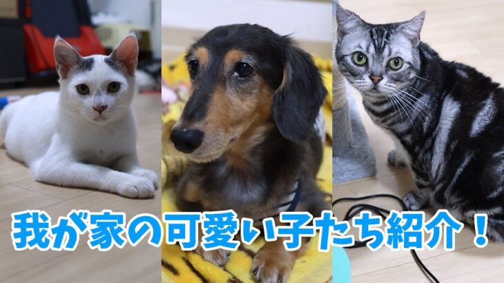 我が家のとっても可愛い犬と猫たちを紹介します！