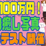 【賞金１００万】投資家テスタ『犬の癒し写真コンテスト』開催【応募条件】【切り抜き】【株式投資】