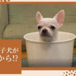 【初公開】希少なスムースチワワの可愛い子犬