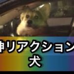神リアクション犬😂　おもしろ😳　可愛い🐶　@柴犬コロと猫のあんこ