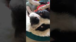 ただかわいいてびちと育児疲れのうめ　#ボストンテリア #犬動画 #子犬 #犬癒し #育児