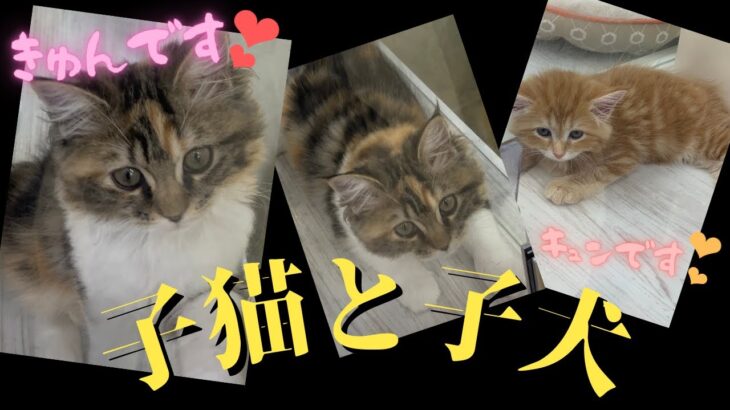 【子猫・子犬】可愛いおチビちゃん達🐈【こねこ・こいぬ】