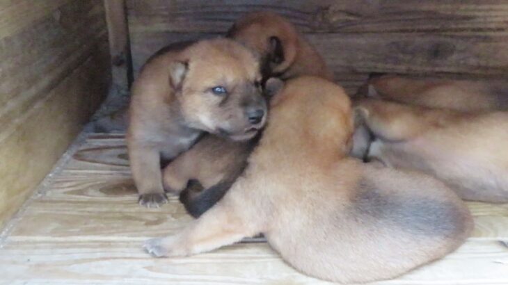 山陰柴子犬の可愛い雄叫び