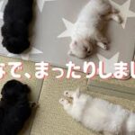 疲れも吹っ飛ぶ🥳ペキニーズの癒し動画🤍