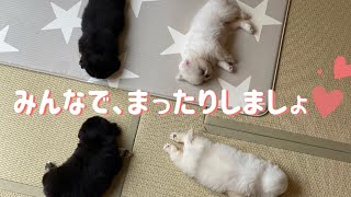 疲れも吹っ飛ぶ🥳ペキニーズの癒し動画🤍