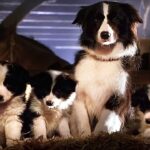 可愛い子犬たちは小豚のベイブが大好き| ベイブ | 映画シーン