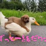 【面白い】かわいすぎる犬【寝れないとき】