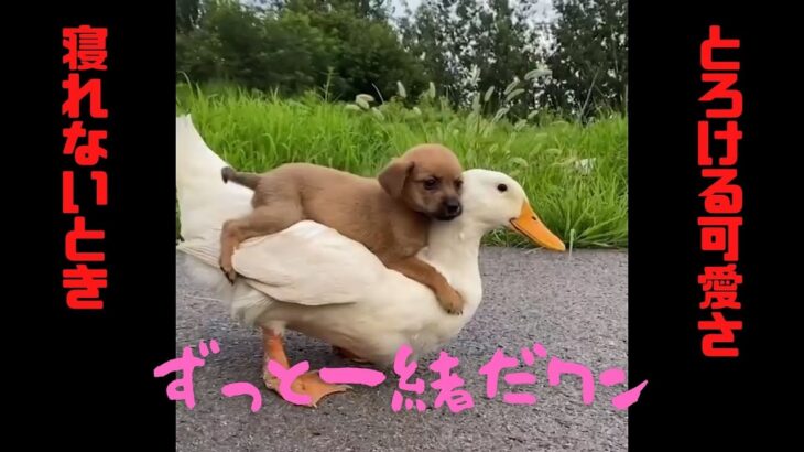 【面白い】かわいすぎる犬【寝れないとき】