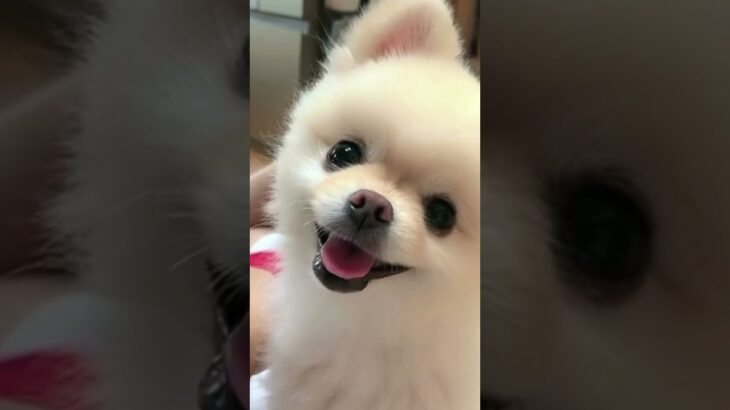 可愛い犬🐶