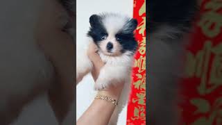 かわいい私の犬