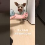 【癒し】永遠にお手おかわりできる犬ww#short