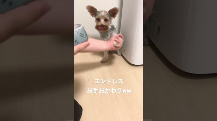 【癒し】永遠にお手おかわりできる犬ww#short