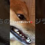 かわいいゴジラ#ゴジラ #GODZILLA #かわいい #柴犬 #子犬 #動物 #cute #shiba #japan