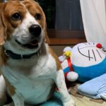 【ぬいぐるみ犬】ドラえもんのタケコプターが大好きなビーグル犬・・・Healing/dog　癒し/犬　ビーグル/BEAGLE　セラピー犬