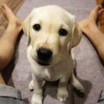 ラブラドールレトリバー子犬・かわいい!  Labrador Puppy Is Curious Of My Camera 😍 Too Cute!
