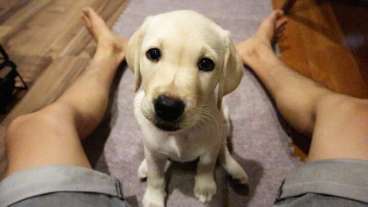 ラブラドールレトリバー子犬・かわいい!  Labrador Puppy Is Curious Of My Camera 😍 Too Cute!