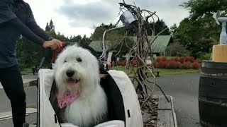 【癒しもふもふ犬】Old English Sheepdog SORA そら（girl🎀）