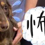 玉乗りRUIちゃん🎉🎉🎉　　　　　#ミニチュアダックス   #犬   #かわいい   #shorts   #dog   #cute