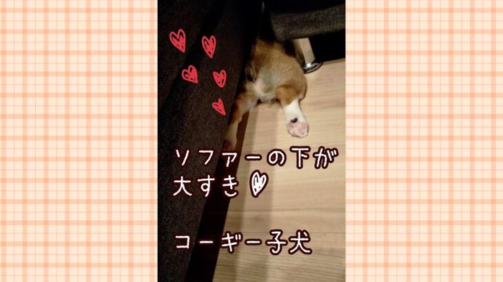 ソファーの下が大好きなコーギー子犬♪脱出姿もかわいい〜❤️   #Shorts