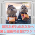 【癒されたい人必見】猫や犬などかわいい動物たちの Tik Tok・面白動画