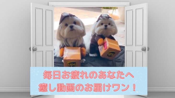 【癒されたい人必見】猫や犬などかわいい動物たちの Tik Tok・面白動画