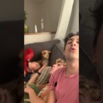 犬だって例にならう【おもしろTiktok動画】 #shorts #tiktok