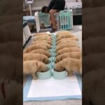 赤ちゃん子犬たくさん！ワンコ兄弟 もふもふ【かわいい動物Tiktok動画】 #shorts #tiktok