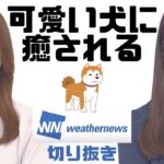 【#武藤彩芽】【#白井ゆかり】可愛い #犬 に癒される #ウェザーニュース #Weathernews ＃ウェザーニュース切り抜き #あーちゃん