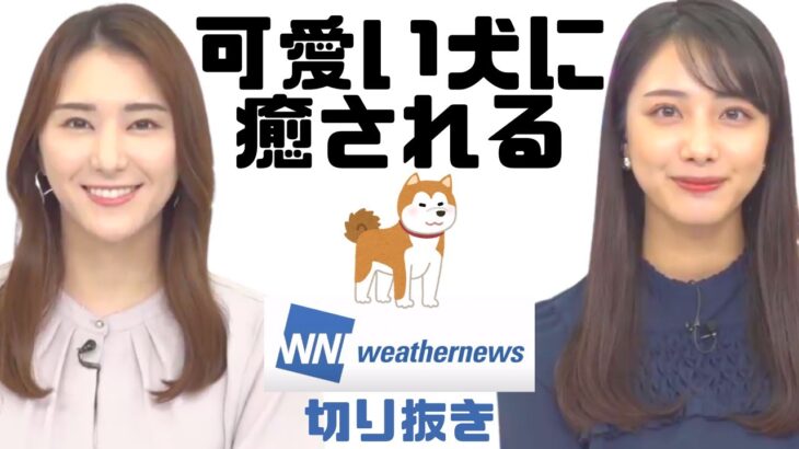 【#武藤彩芽】【#白井ゆかり】可愛い #犬 に癒される #ウェザーニュース #Weathernews ＃ウェザーニュース切り抜き #あーちゃん