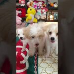 puppy cute videos. प्यारा पिल्ला।. 귀여운 강아지  영상. かわいい犬。