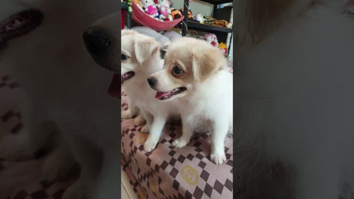 puppy cute videos. प्यारा पिल्ला।. 귀여운 강아지  영상. かわいい犬。Puppy Im only 77days old.