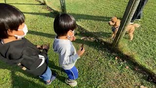 天気がいいので公園へ行ったら可愛い犬ちゃんがいました！子供チャンネルrepezen kids