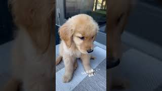 かわいい 犬 つぶらな瞳#short #ゴールデンレトリバー