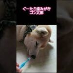 ぐーたら歯みがき　ゴン太郎　#shorts #柴犬 #犬