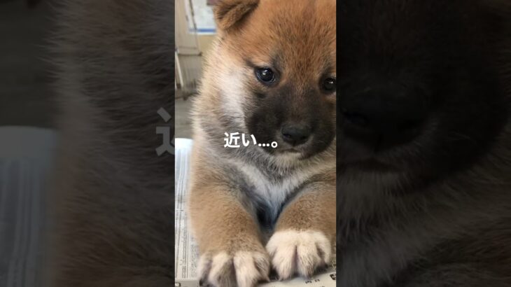 可愛い柴の子犬がとにかく近い…。#柴犬#豆柴#子犬#まさむね#近い#shorts