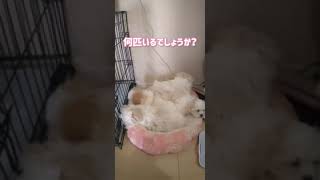 子犬何匹いるかな？？#shorts#dogs