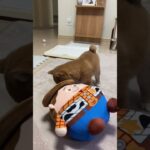 お尻フリフリ人形を振り回す柴犬が可愛い！ #柴犬 #柴犬子犬 #柴犬ぼりちゃん、