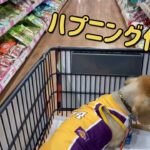 【ハプニング動画】愛犬との買い物　ホムセン編　【ジャムちゃん】