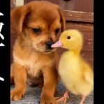 子犬とアヒルの子なんてかわいいの極みやん