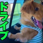 【可愛い】久々のドライブにテンションブチ上がりの犬