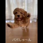 帰ったときの子犬（マルプー）の反応が可愛い♪