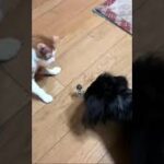 猫と犬の癒し動画