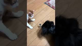 猫と犬の癒し動画