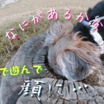 おさんぽ♪草むらで爆走する可愛いヨーキー【小型犬ヨークシャテリア】