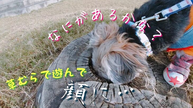 おさんぽ♪草むらで爆走する可愛いヨーキー【小型犬ヨークシャテリア】