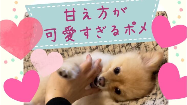 甘え方が子犬のように可愛いポメラニアン