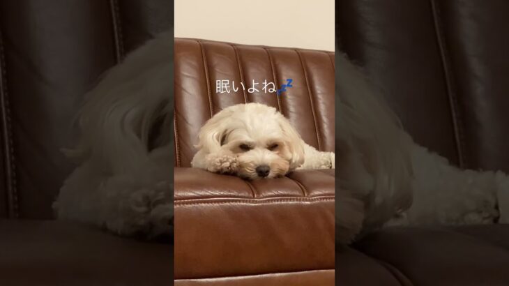 【もう寝たい犬】かわいいね顔です😍