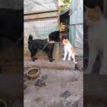 犬 vs 猫 #shorts