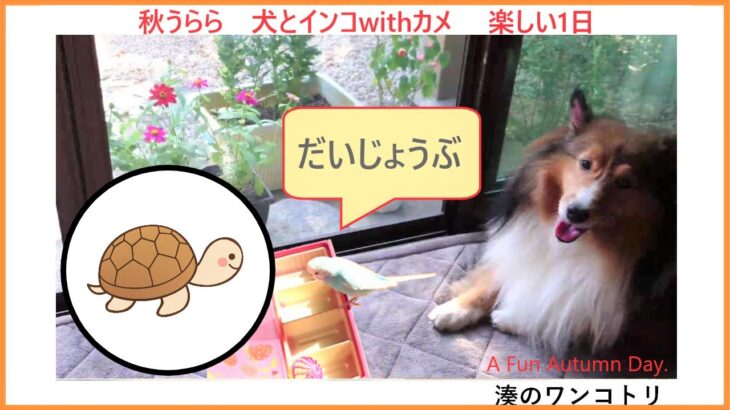 【秋うらら  犬とインコwithカメ　楽しい1日】 おしゃべりインコ / 優しい犬  /犬とインコ / ほんわか / のんびり / 田舎暮らし