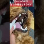くるみ♀ トイプードル　✳︎初めてのはみがき✳︎　　癒し動画　かわいい　子犬　成長記録　0歳8ヶ月　といぷー　子犬はみがき動画